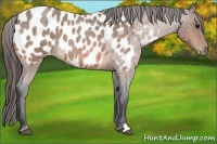Horse Color:Bay Roan Appaloosa 