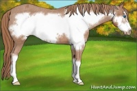 Horse Color:Chestnut Frame Appaloosa 