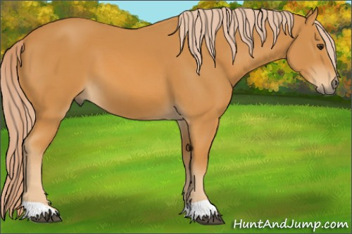 Horse Color: Palomino 