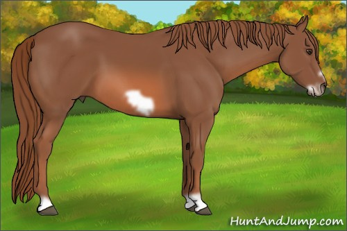 Horse Color: Liver Chestnut Frame 