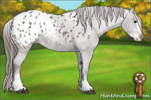 Horse Color: Grullo Sabino Blanket Rabicano 