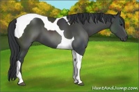 Horse Color:Black Sabino Tobiano 