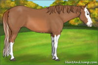 Horse Color:Chestnut Splash 