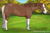 Horse Color:Chestnut Splash 