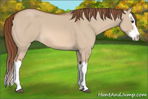 Horse Color: Red Dun Splash 
