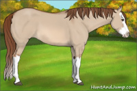 Horse Color:Red Dun Splash 