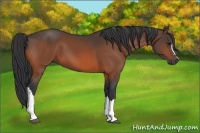 Horse Color:Bay 