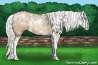Horse Color:Silver Grullo Pearl Sabino 