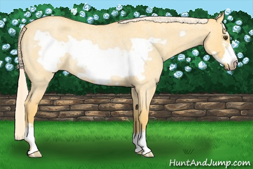 Horse Color: Palomino Roan Dun Frame Rabicano 