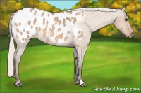 Horse Color:Silver Bay Roan Dun Appaloosa 