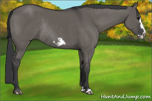 Horse Color:Grullo Frame Rabicano 