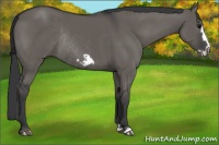 Horse Color:Grullo Frame Rabicano 