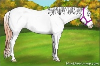 Horse Color:Amber Champagne Roan Dun Splash Appaloosa 