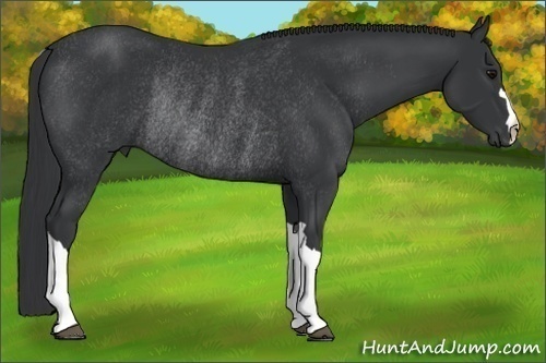 Horse Color:Black Rabicano