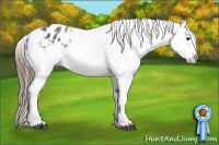 Horse Color:Brown Dun Appaloosa Rabicano 