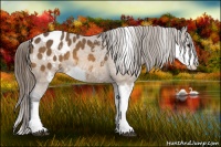 Horse Color:Buckskin Sabino Blanket 