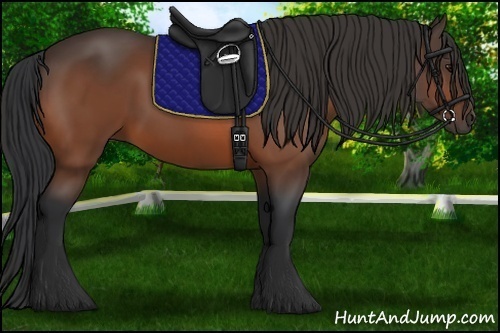 Horse Color: Bay 