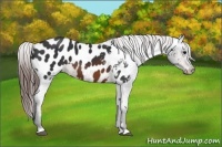 Horse Color:Brown Appaloosa 