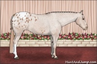 Horse Color:Chestnut Appaloosa 