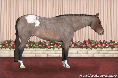 Horse Color: Bay Roan Snowcap 