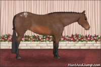 Horse Color:Bay Sabino Appaloosa 