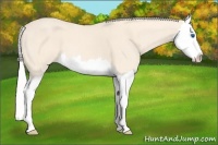 Horse Color:Cremello Splash 