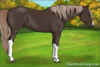 Horse Color:Liver Chestnut 