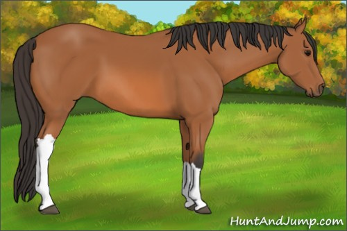 Horse Color: Unknown 