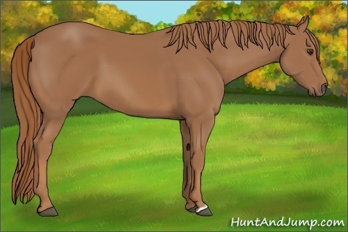 Horse Color: Unknown 