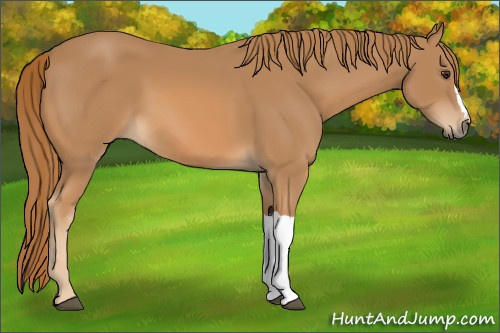 Horse Color: Unknown 