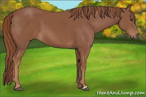 Horse Color: Unknown 