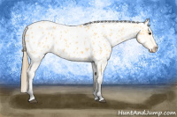 Horse Color:Buckskin Appaloosa