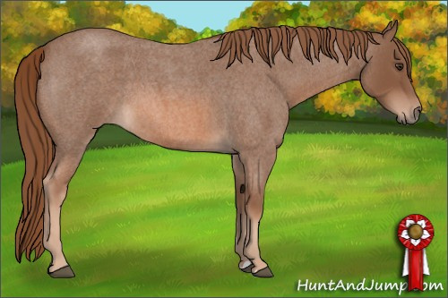 Horse Color: Unknown 
