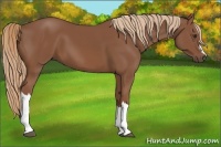 Horse Color:Chestnut 