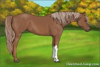 Horse Color:Chestnut 