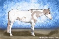 Horse Color:Liver Chestnut Splash Tobiano Snowcap 