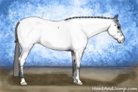 Horse Color:Black Near Fewspot 