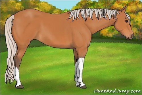 Horse Color: Silver Bay 