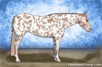 Horse Color:Red Roan Near Leopard 