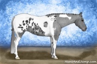 Horse Color:Black Tobiano Appaloosa 