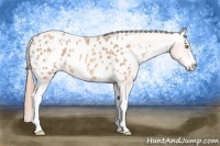 Horse Color:Gold Champagne Sabino Blanket 