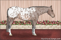 Horse Color:Bay Appaloosa 