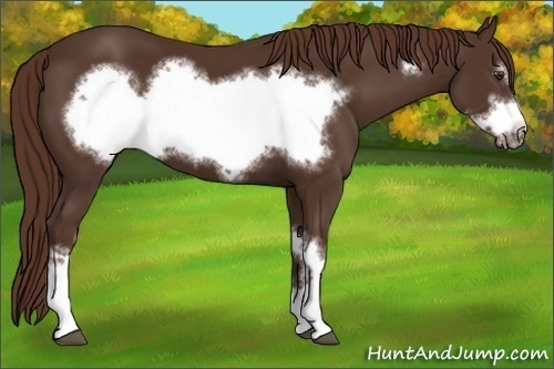 Horse Color: Liver Chestnut Frame 