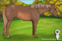 Horse Color:Liver Chestnut
