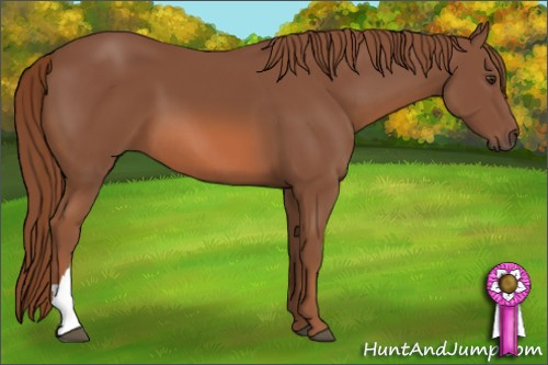 Horse Color: Liver Chestnut 