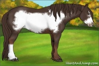 Horse Color:Liver Chestnut Frame 