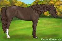 Horse Color:Liver Chestnut 