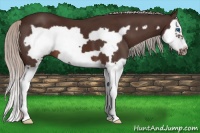 Horse Color:Silver Brown Splash Frame 
