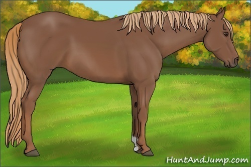 Horse Color: Chestnut 