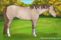 Horse Color:Grullo Pearl